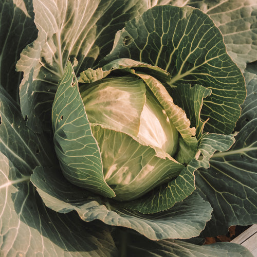 CABBAGE