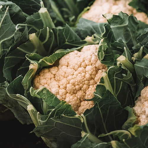 CAULIFLOWER