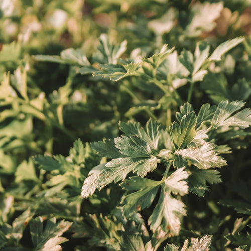 HERBS