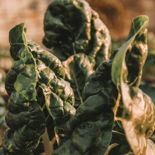 SILVERBEET