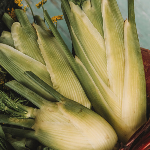 FLORENCE FENNEL